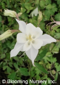 Aquilegia x cultorum 'White Star'